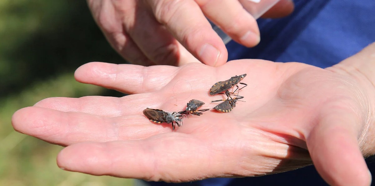 Equipe da UFU descobre proteína ligada à manutenção da doença de Chagas no organismo